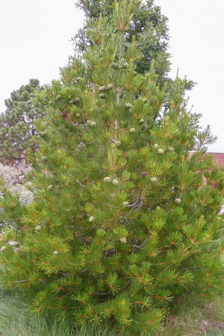 Lacebark Pine