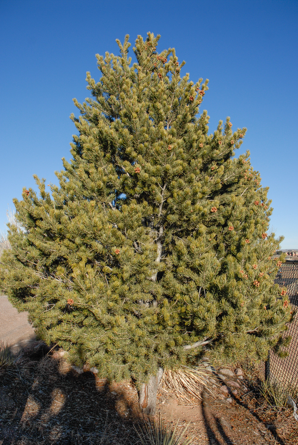 Pinyon Pine