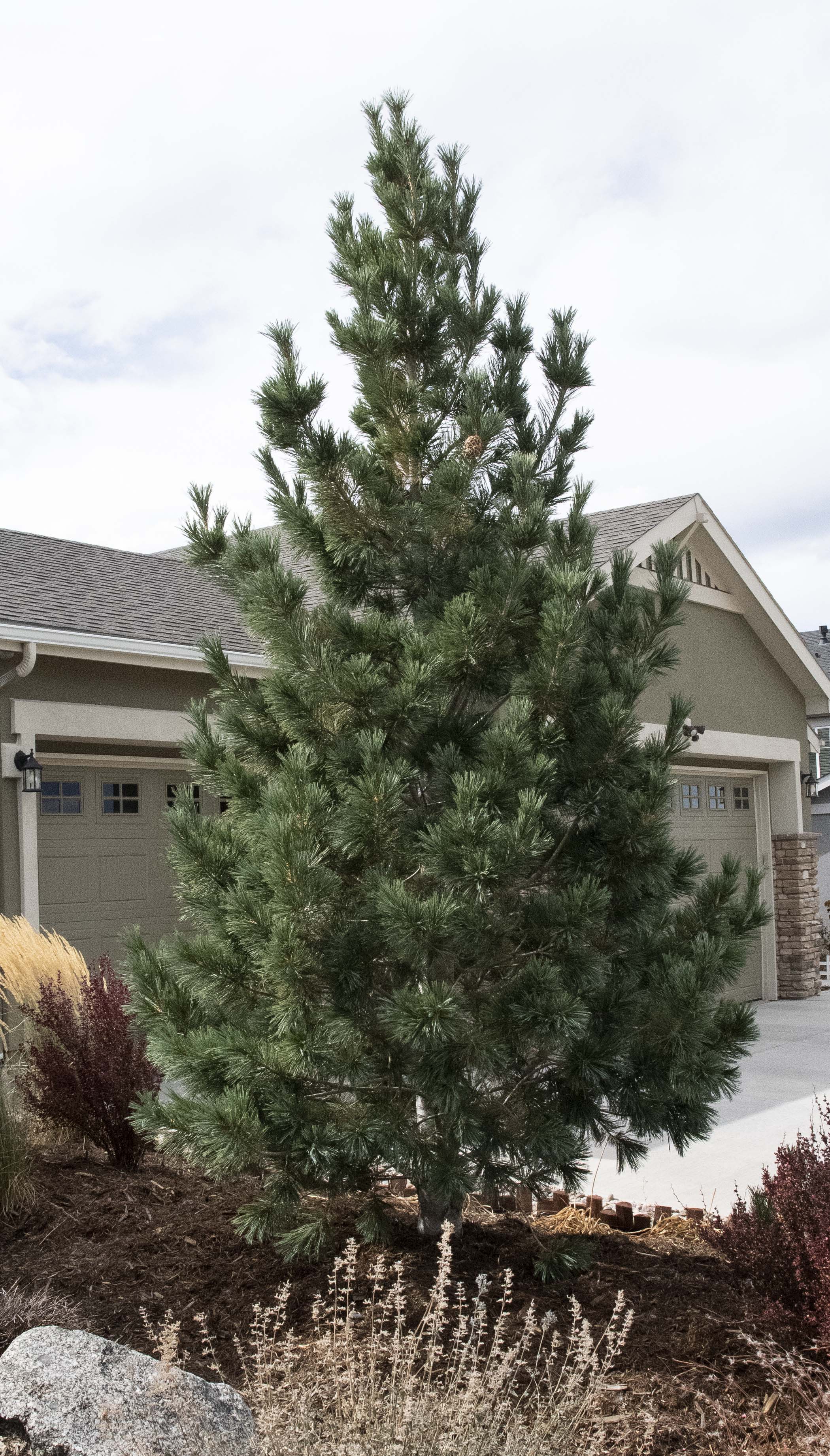 Vanderwolf's Pyramid Limber Pine