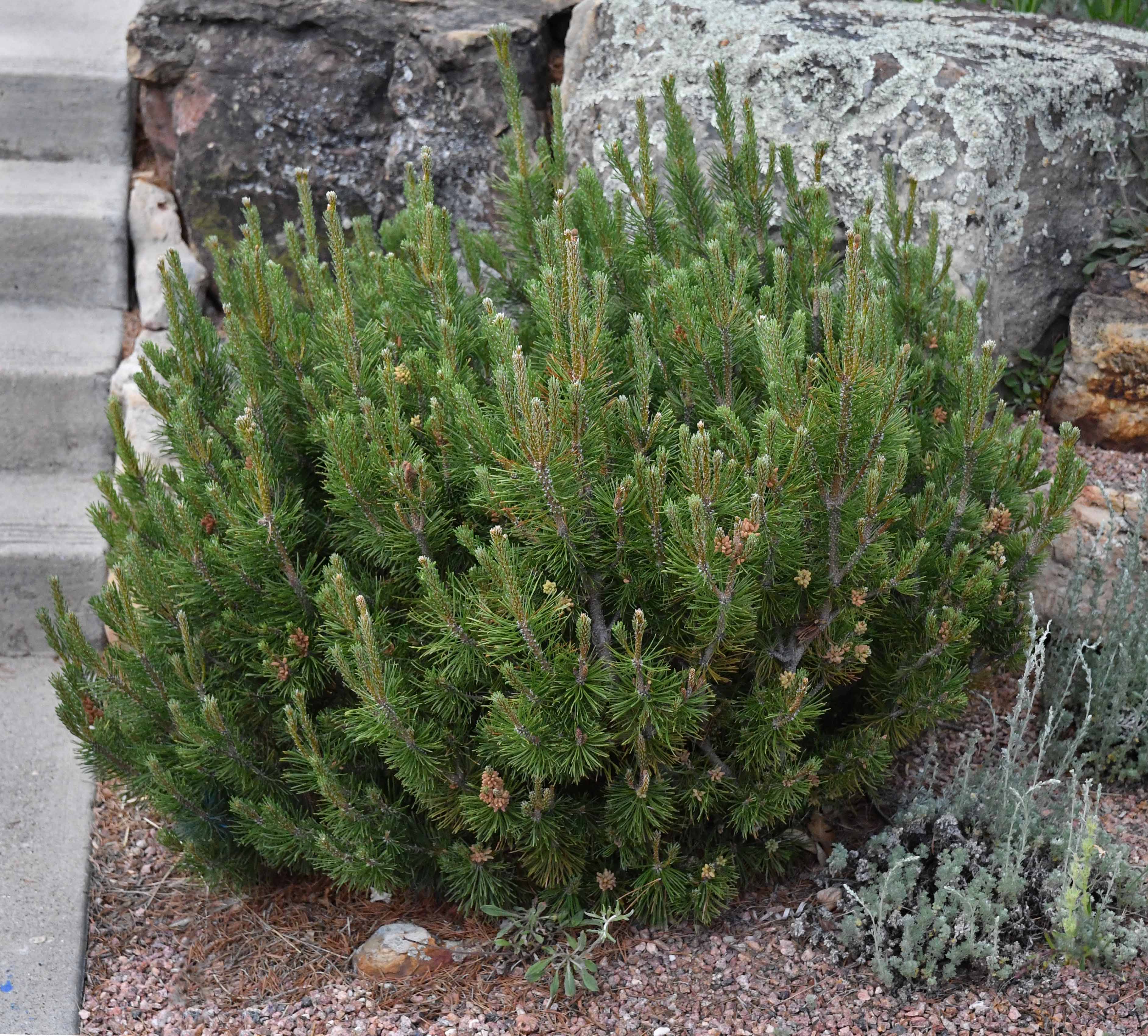 Mops Dwarf Mugo Pine