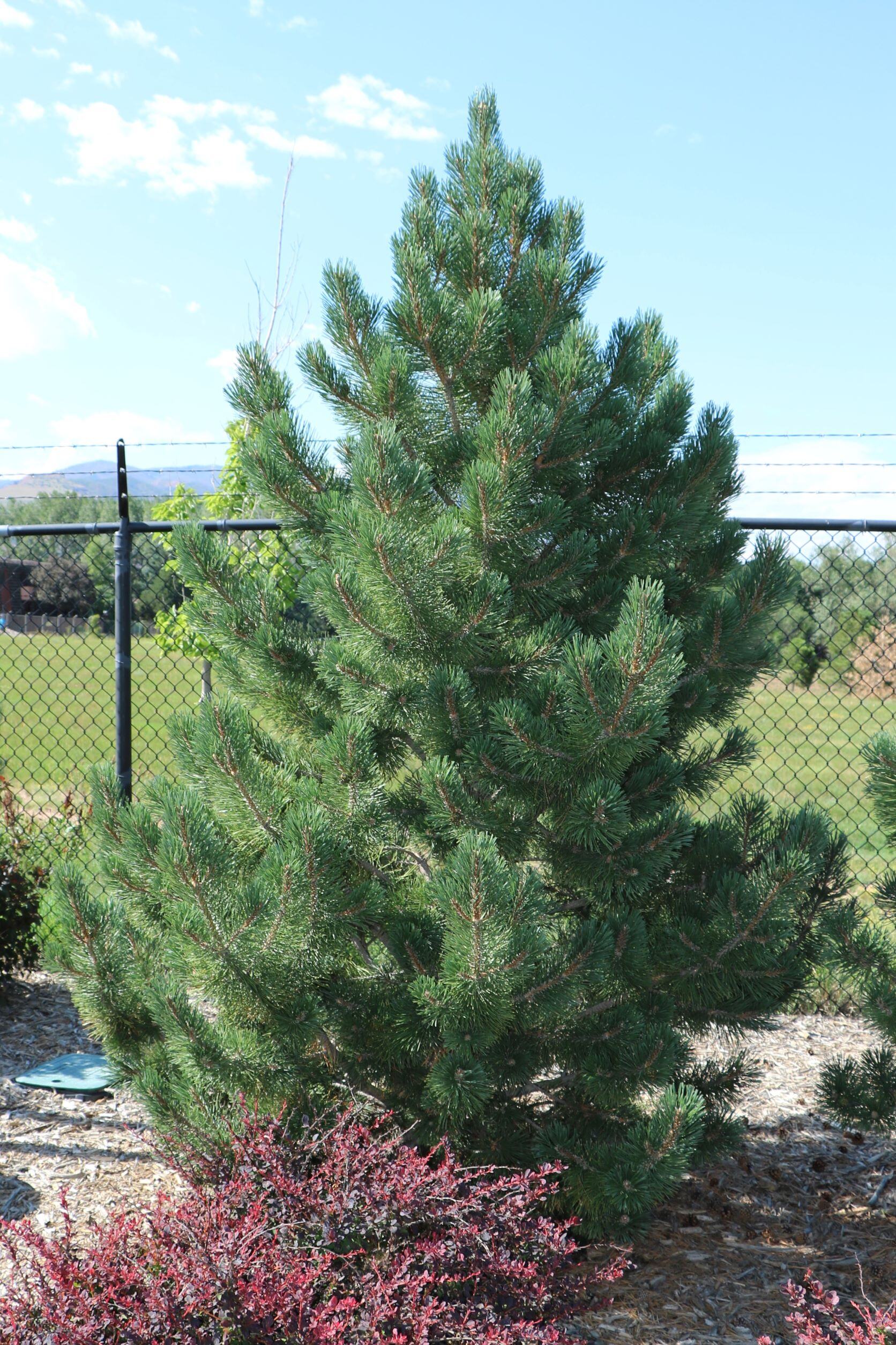 Tannenbaum Mugo Pine