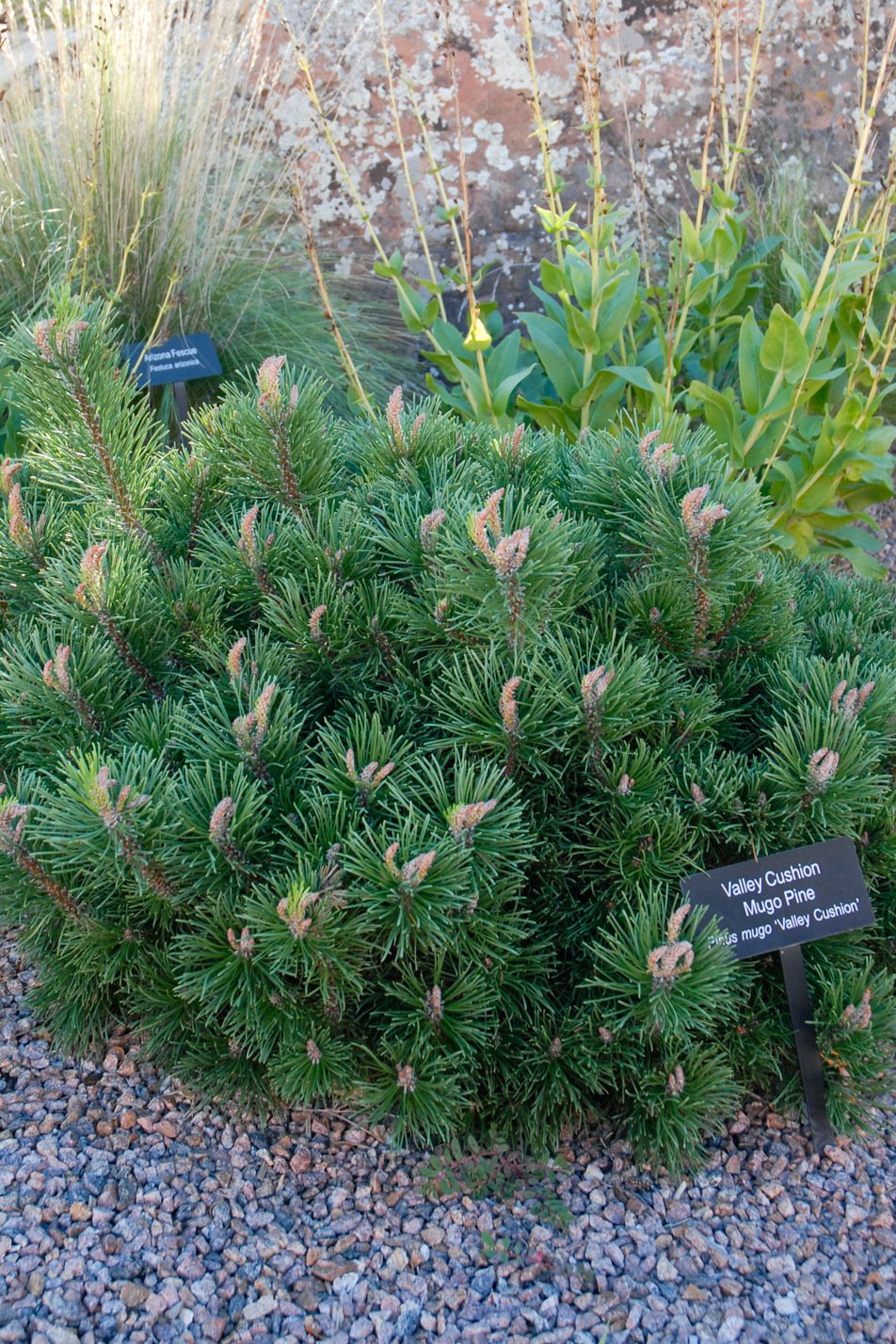 Valley Cushion Dwarf Mugo Pine