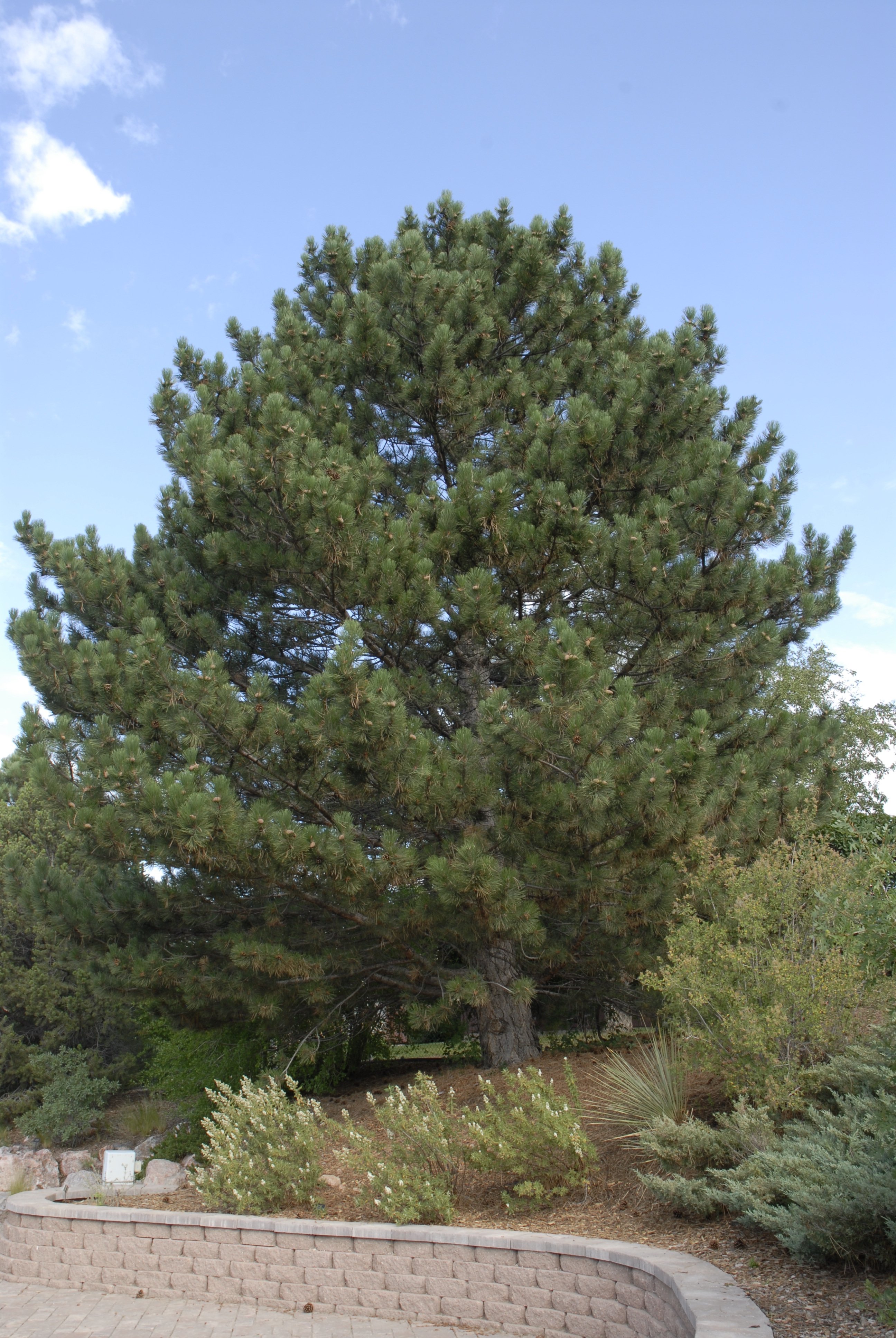 Austrian Pine