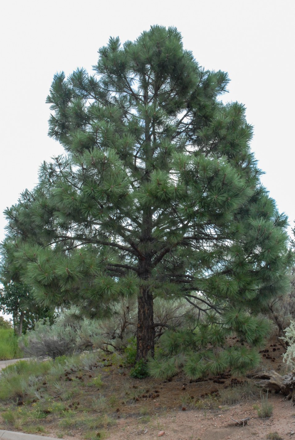 Ponderosa Pine