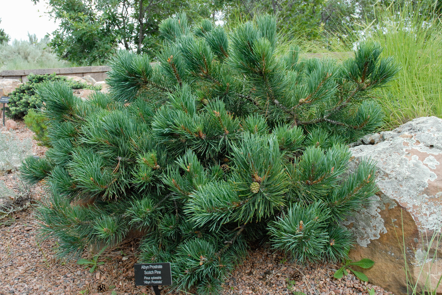 Albyn Prostrate Scotch Pine