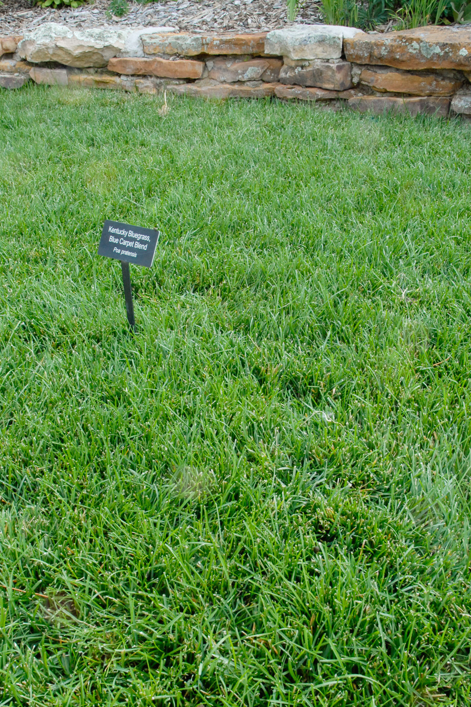 Kentucky Bluegrass