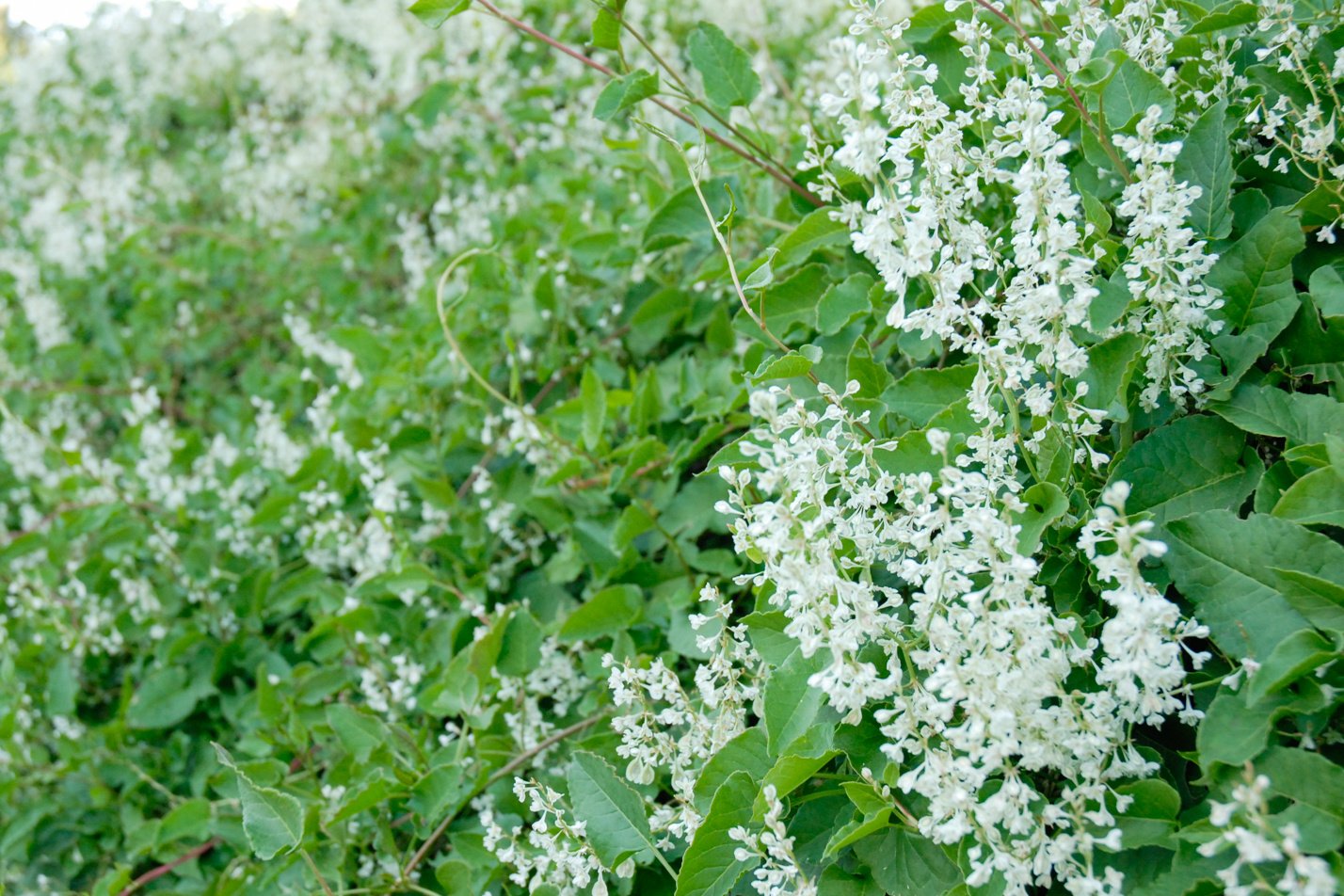 Silver Lace Vine