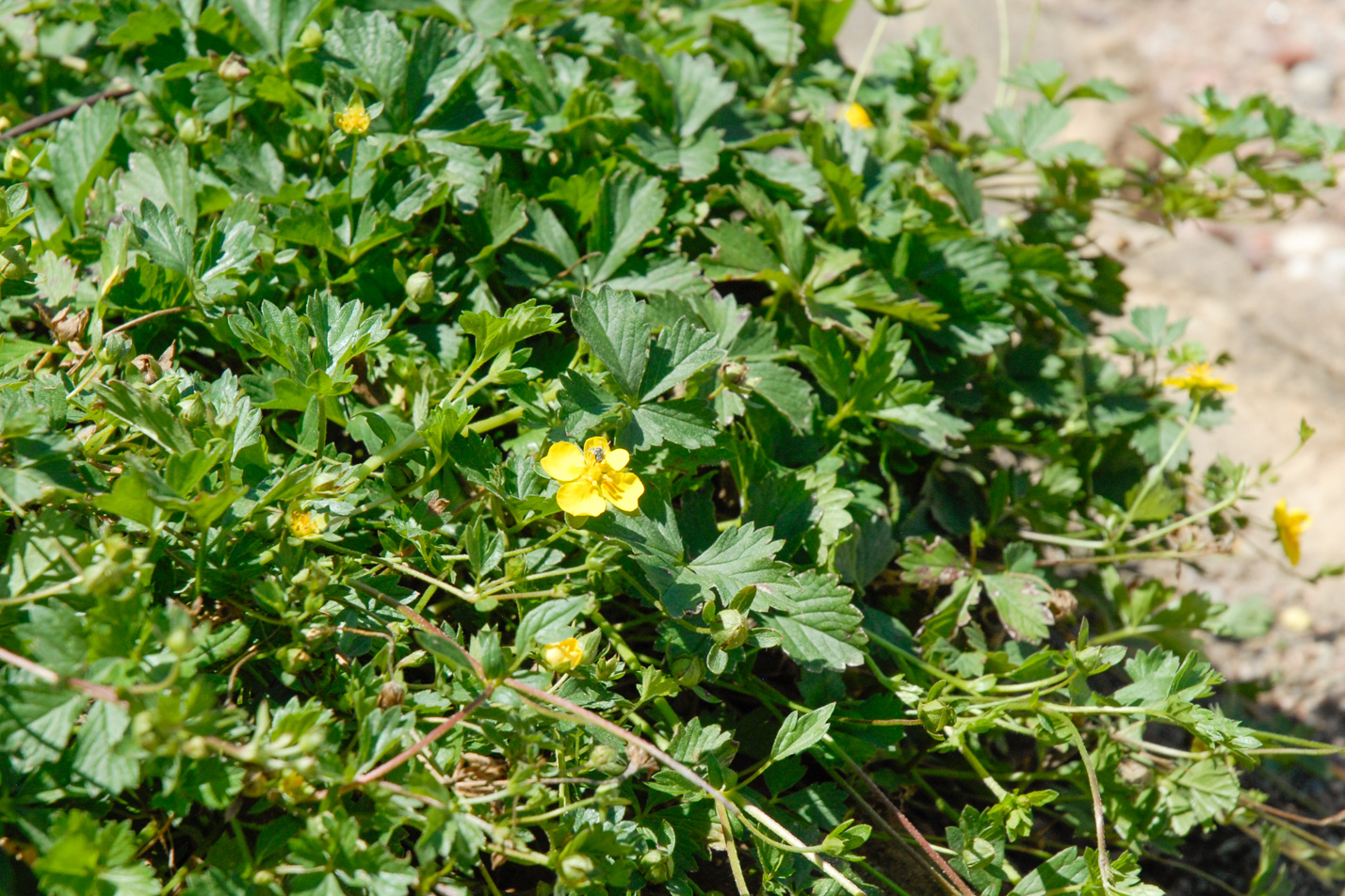 Creeping Cinquefoil