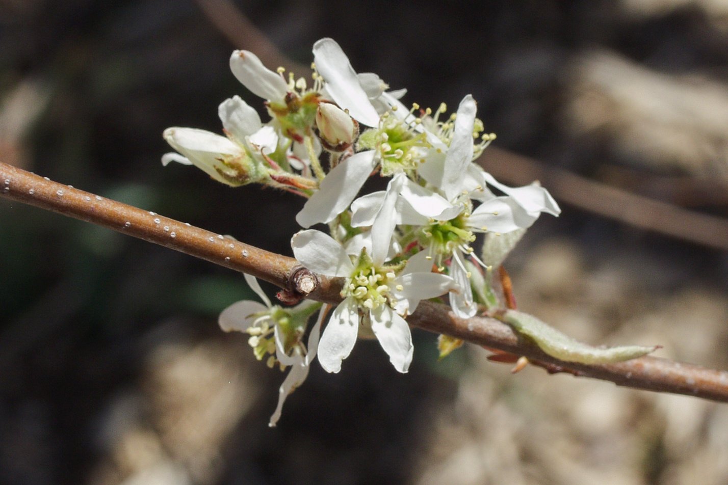 American Plum