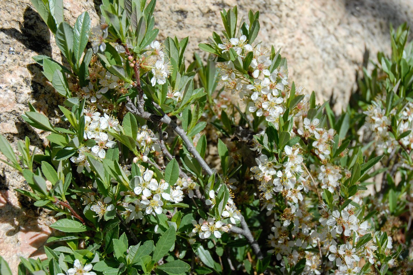 Pawnee Buttes Sand Cherry