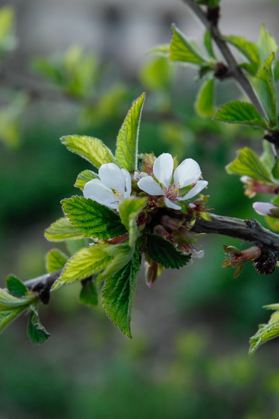 Nanking Cherry