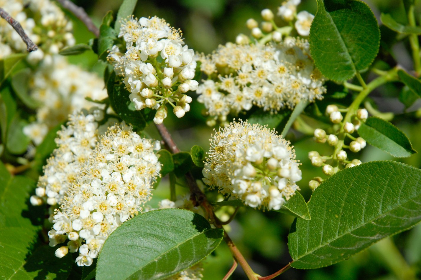 Chokecherry