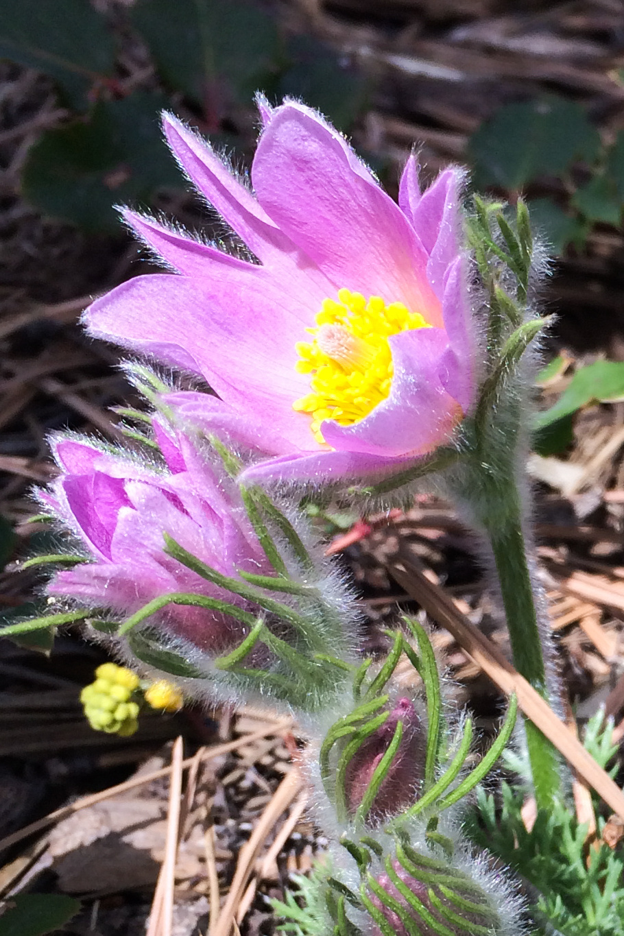 European Pasque Flower