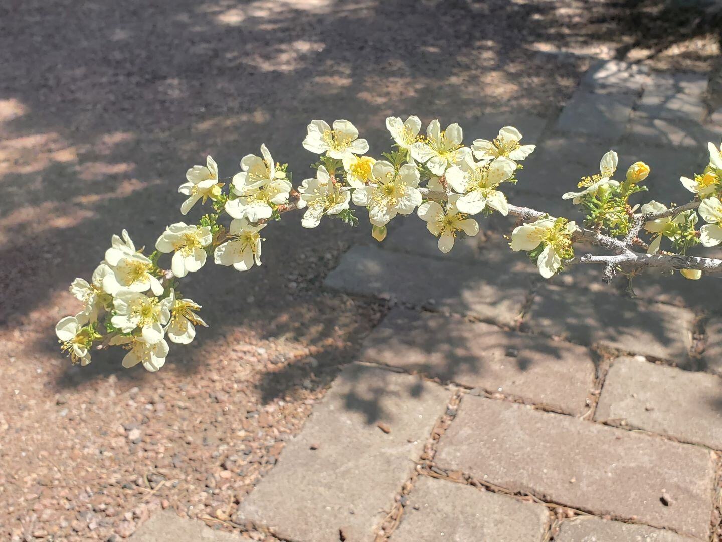 Stansbury's Cliffrose