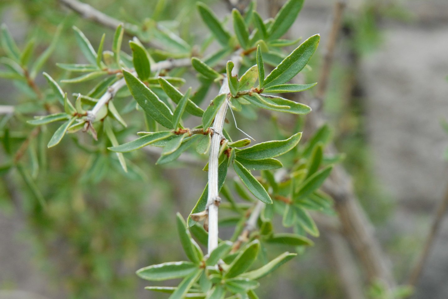 Antelope Bitterbrush