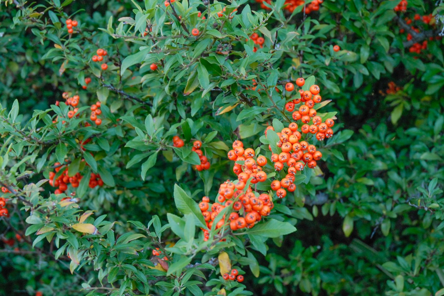 Pyracantha