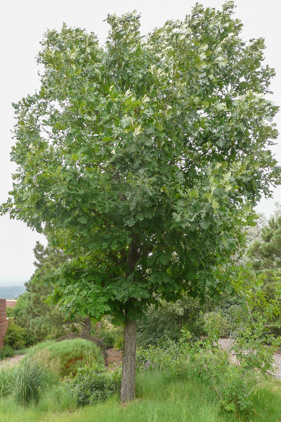 Bur Oak