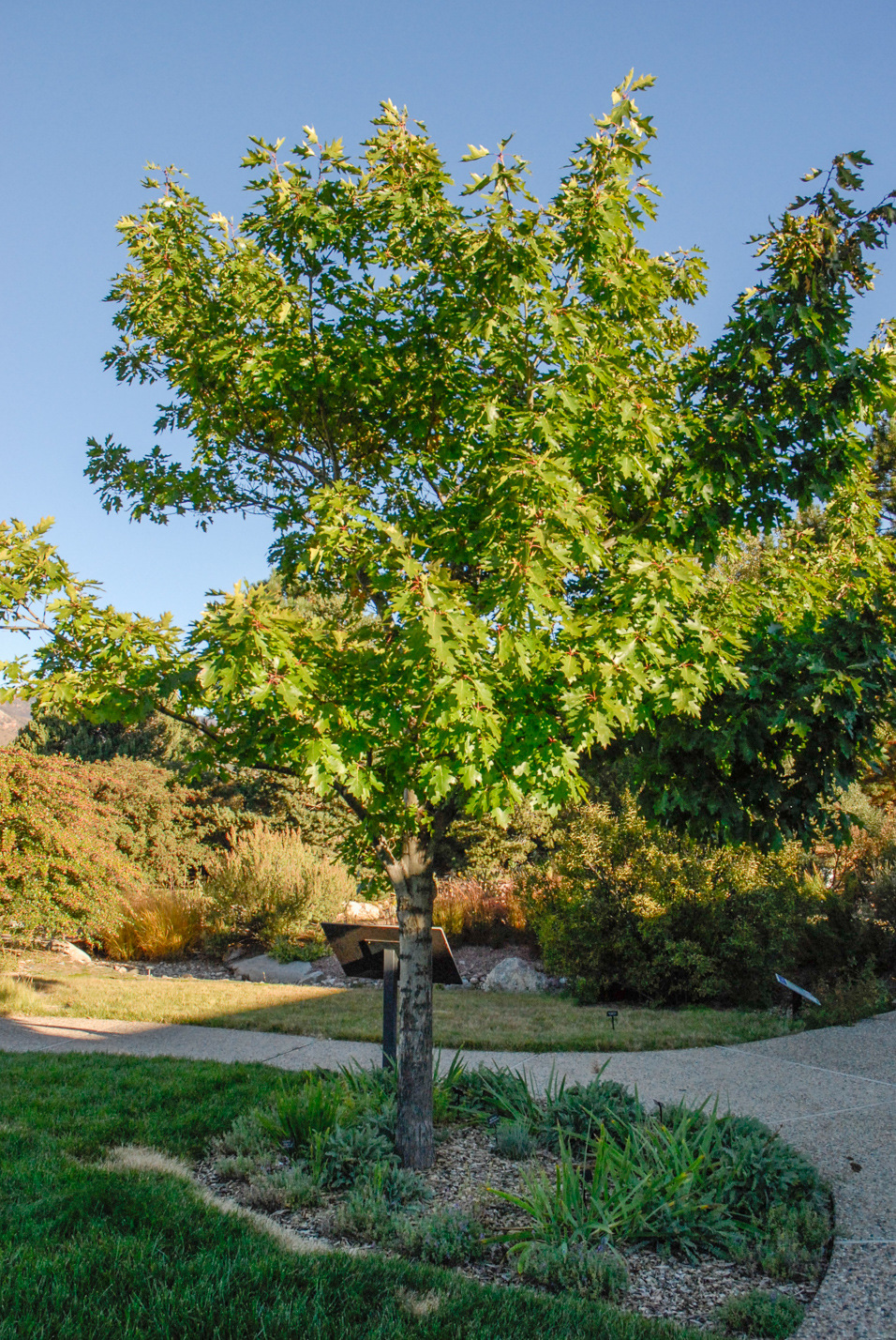 Northern Red Oak