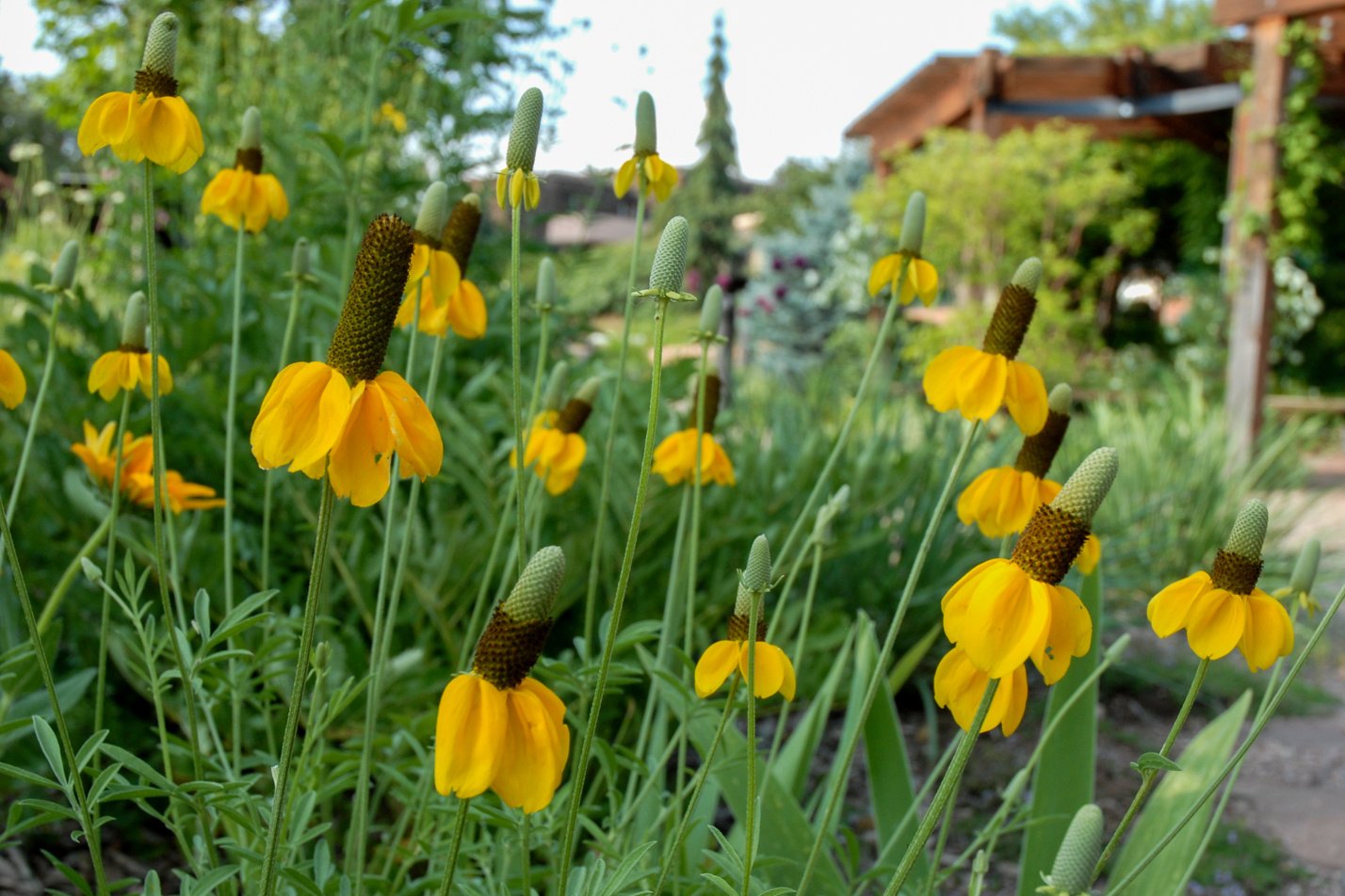 Prairie Coneflower