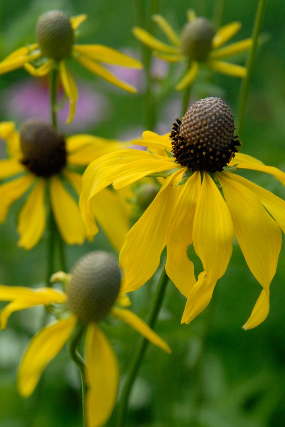 Gray-Headed Prairie Coneflower