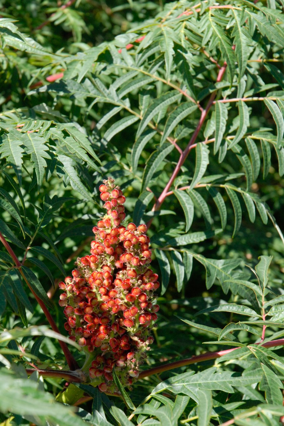 Cutleaf Smooth Sumac