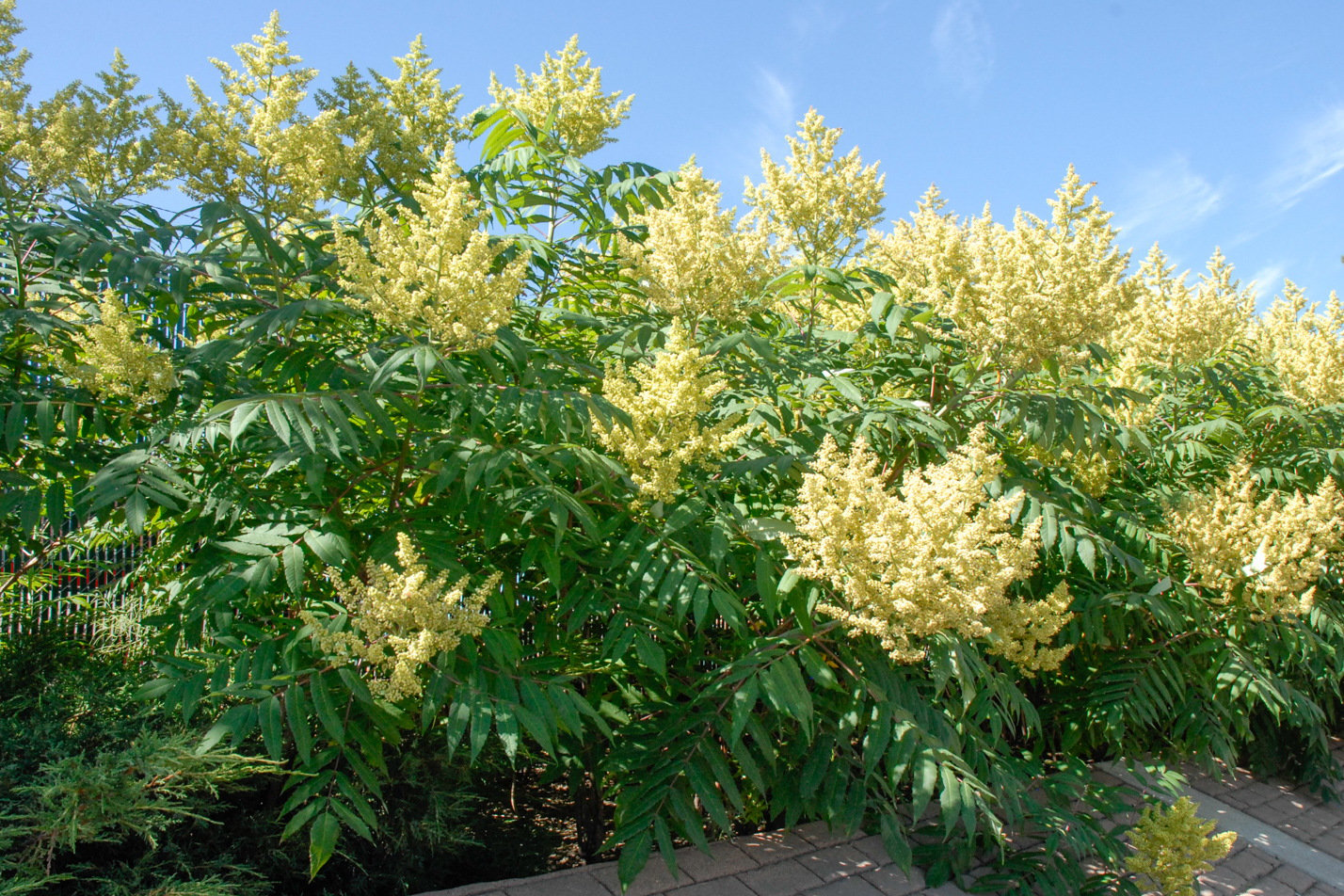 Rocky Mountain Sumac