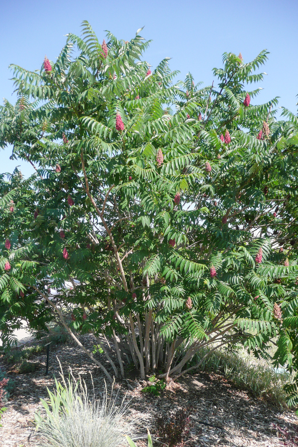 Staghorn Sumac