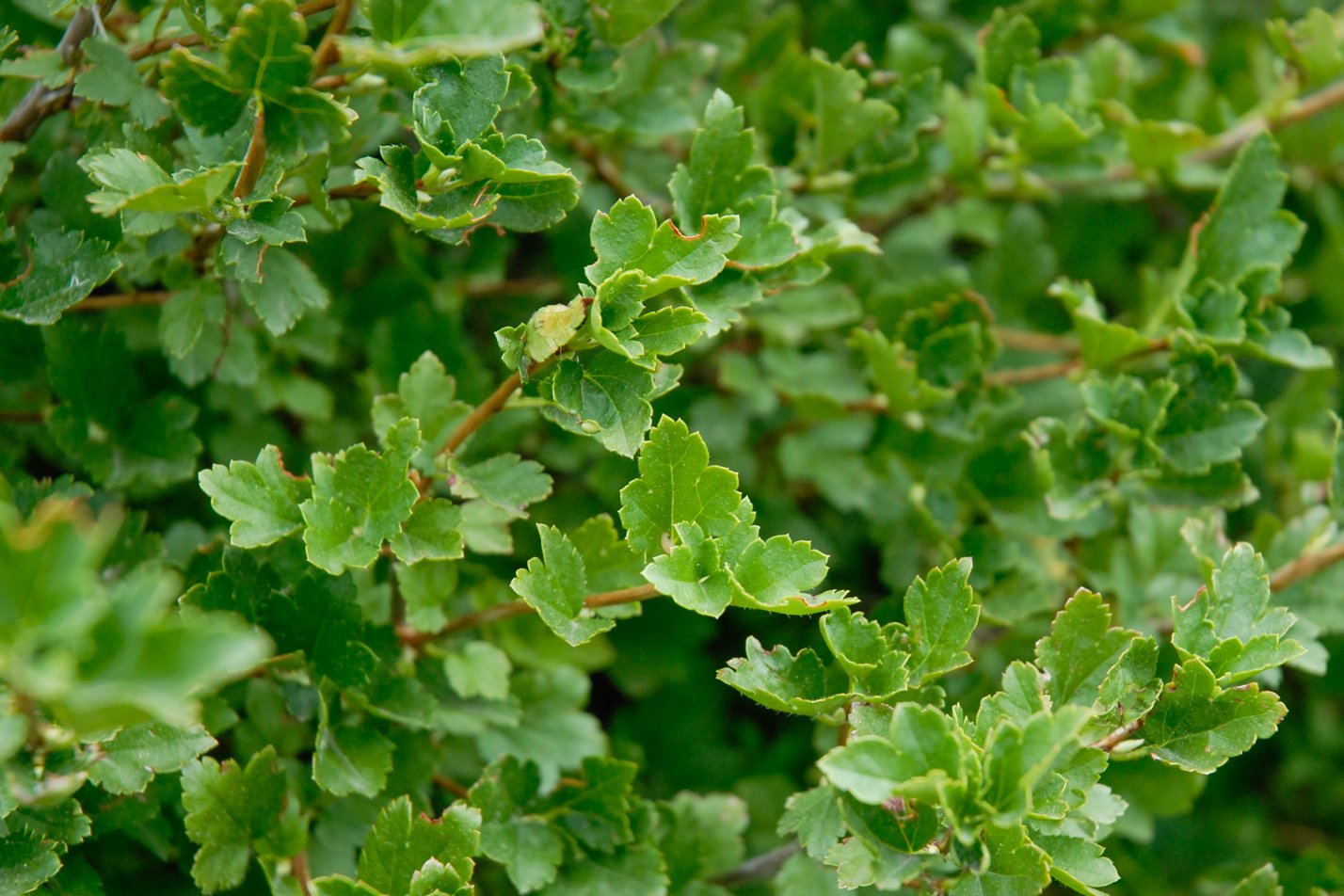 Green Mound Alpine Currant