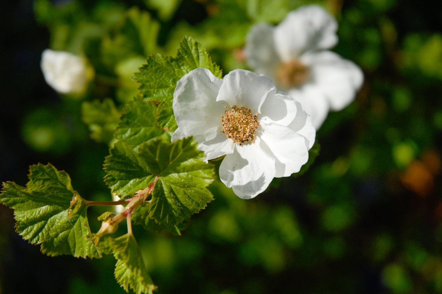 Boulder Raspberry