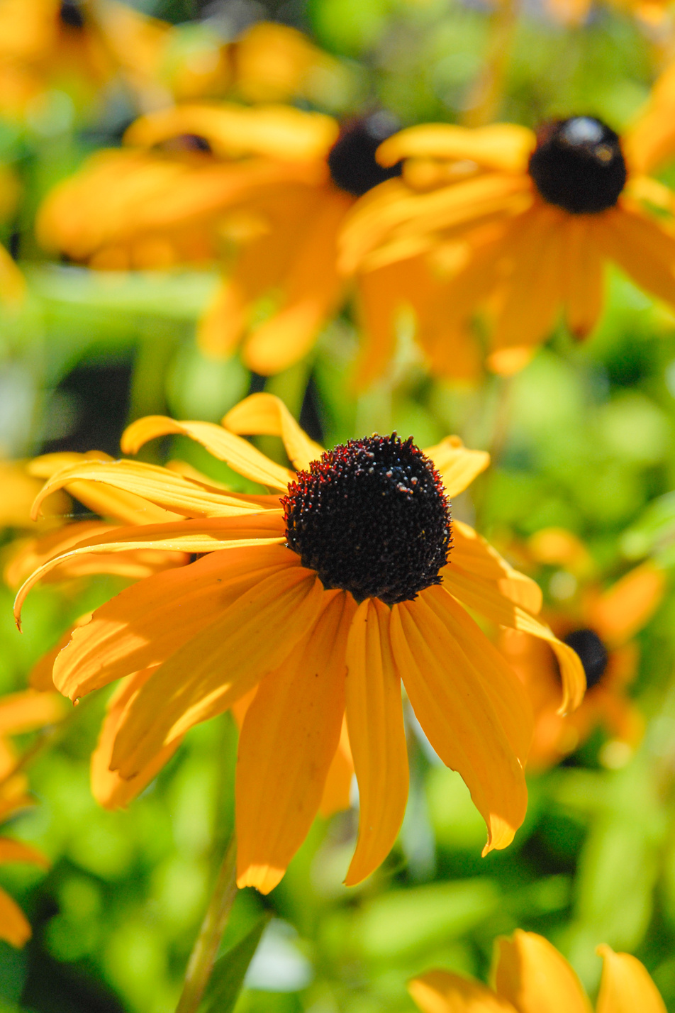 Goldsturm Black-eyed Susan