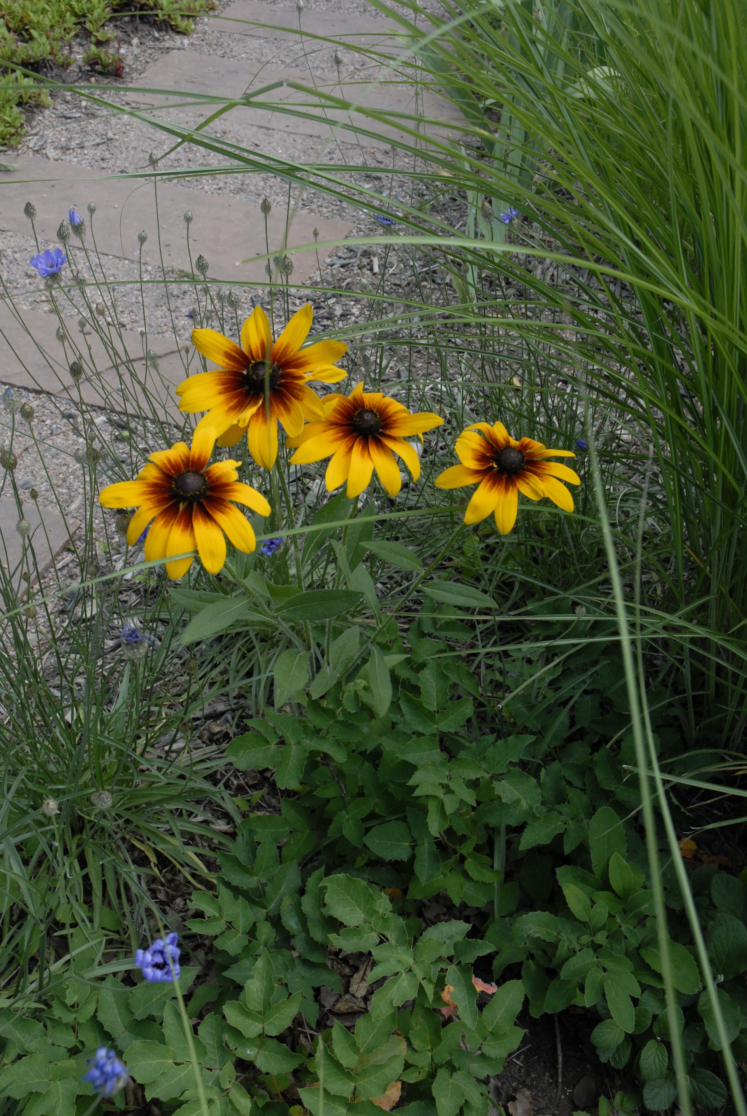 Black-eyed Susan