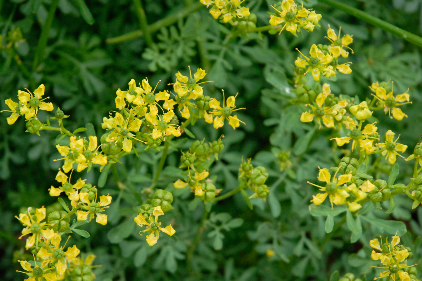 Common Rue