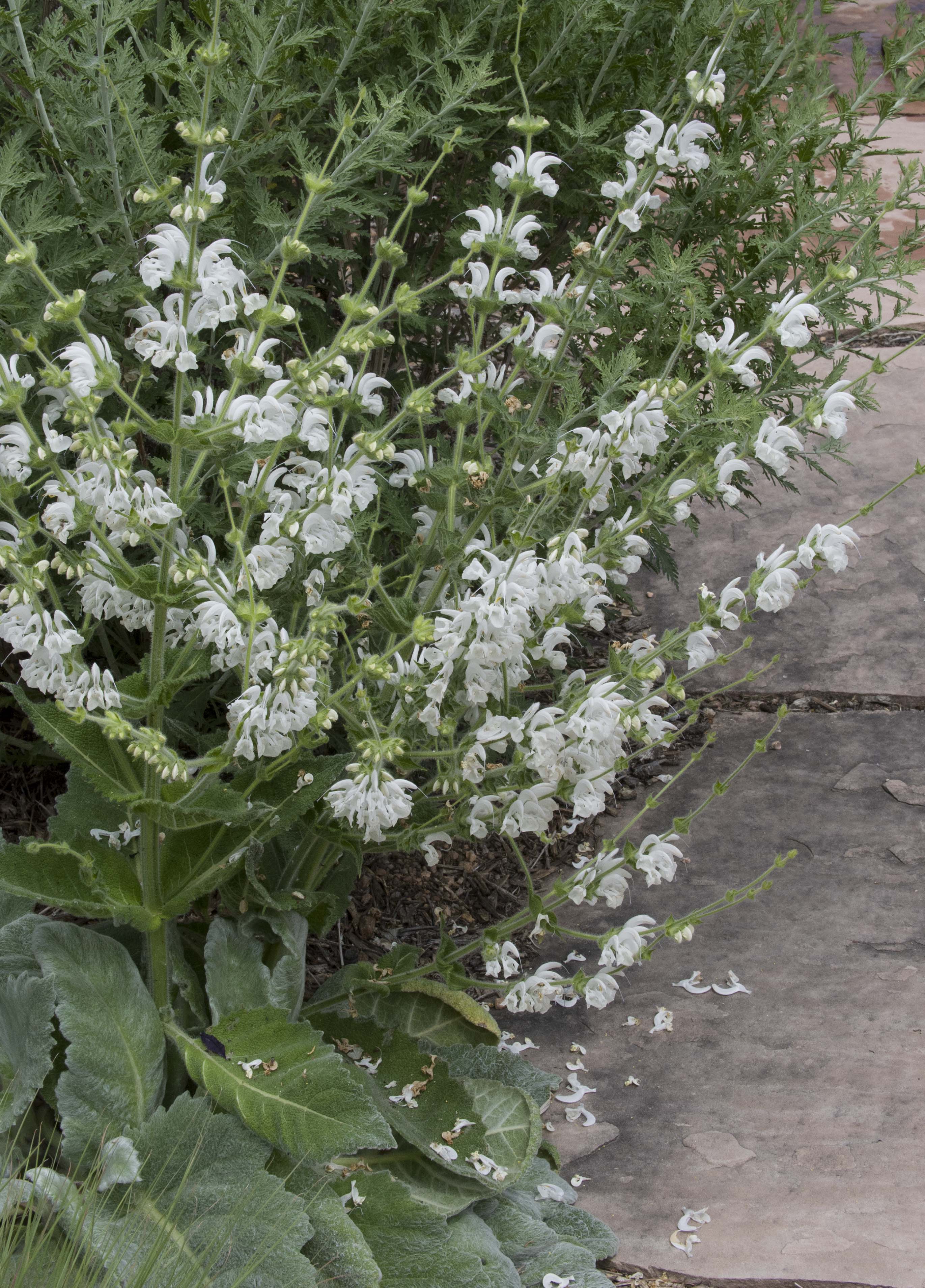 Silver Sage