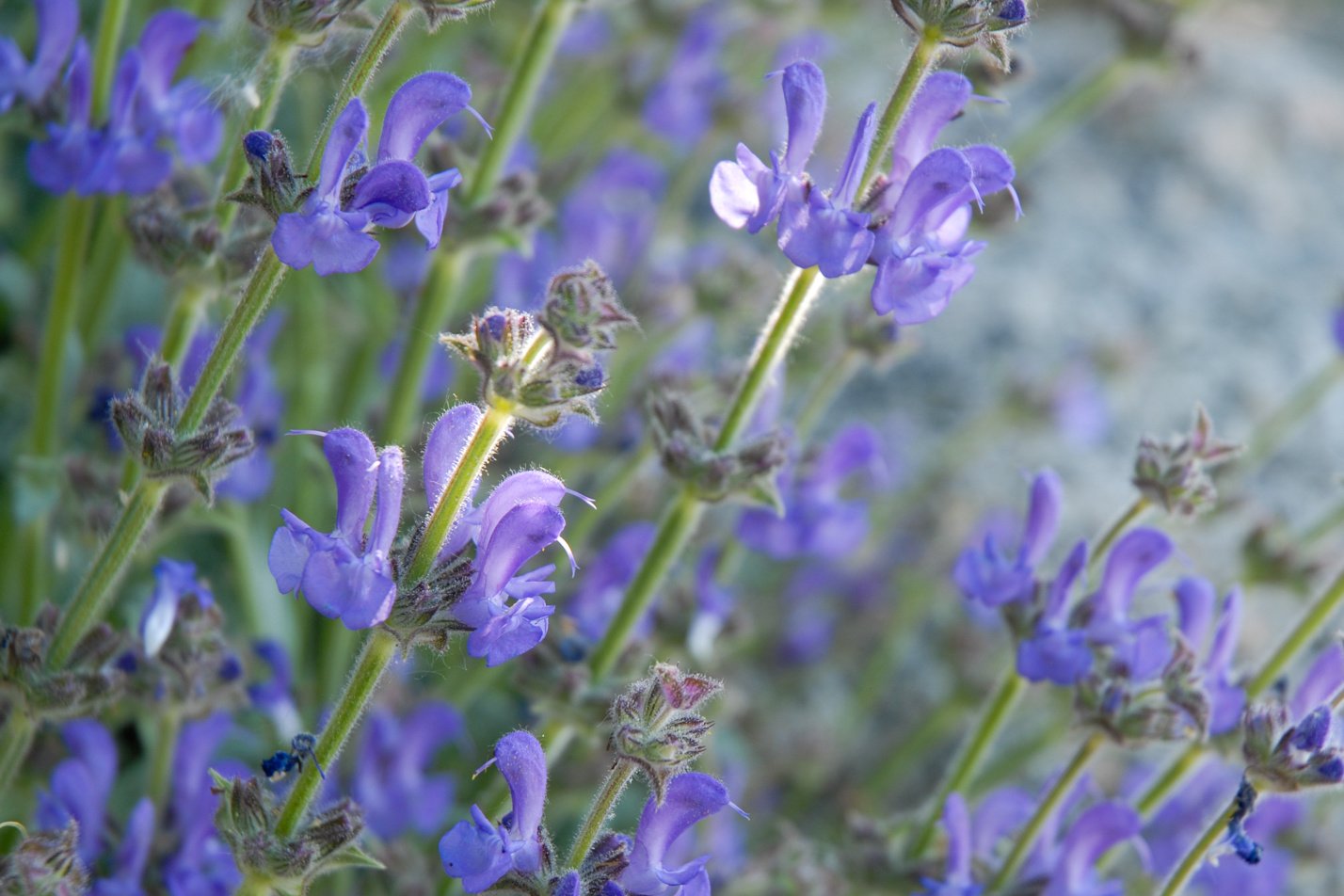 Platinum Sage