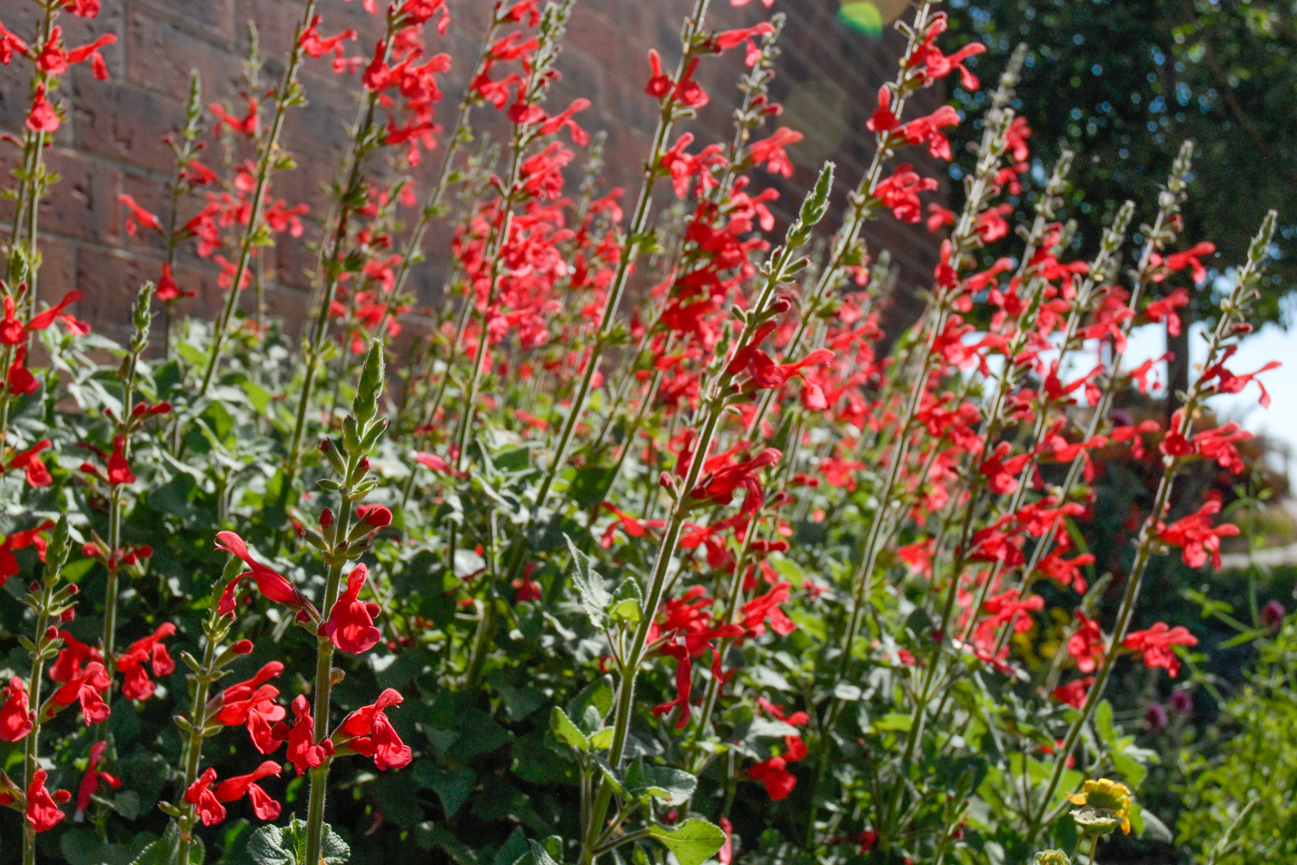 Vermillion Bluffs Mexican Sage