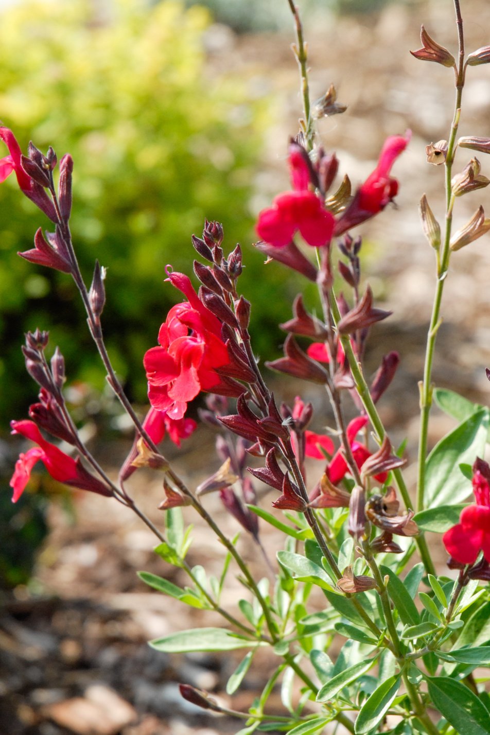 Furman's Red Sage