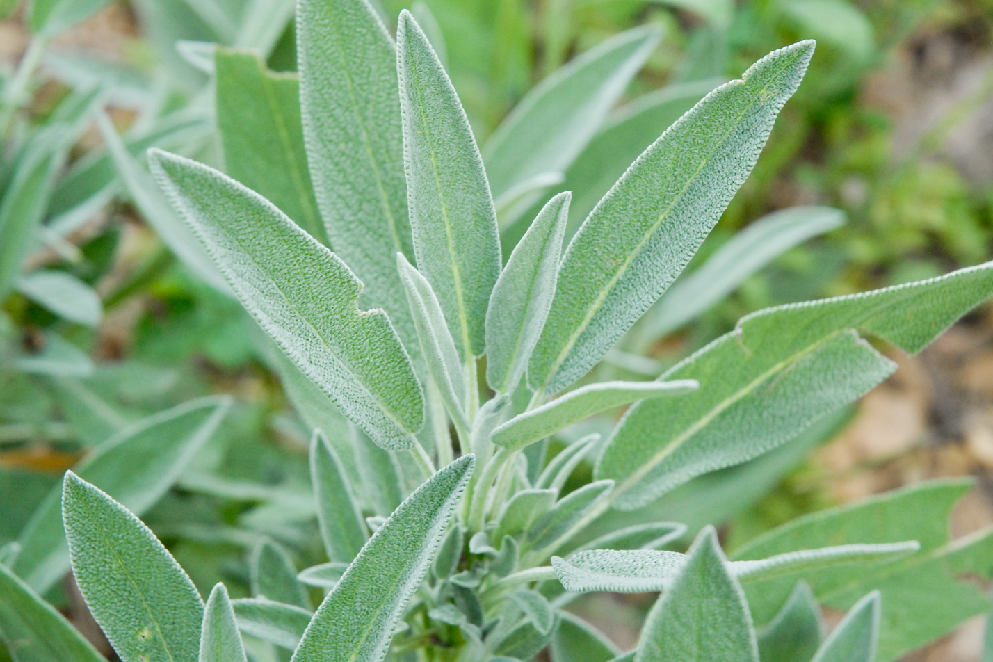 Kitchen Sage