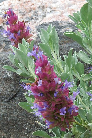 Mojave Sage