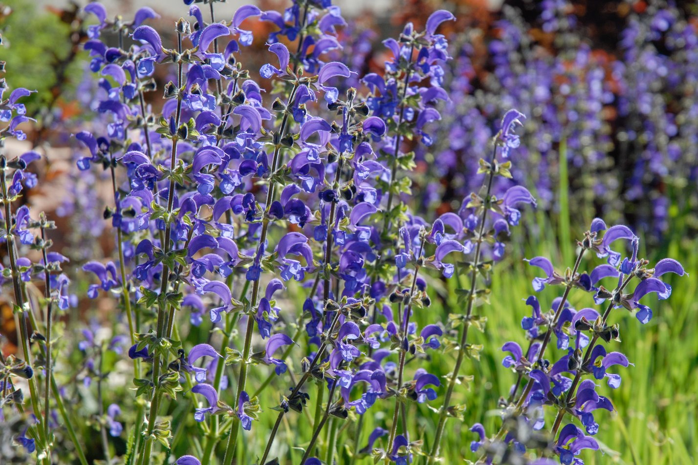 Meadow Clary Sage