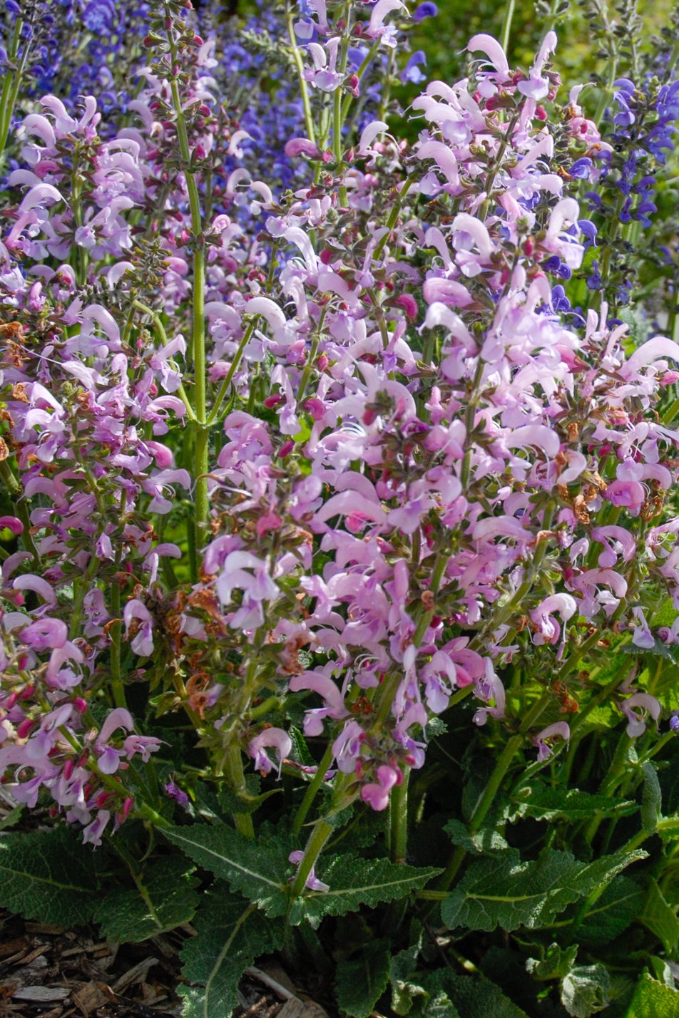 Pink Meadow Clary Sage