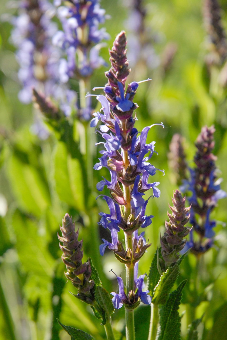 Blue Hill Salvia