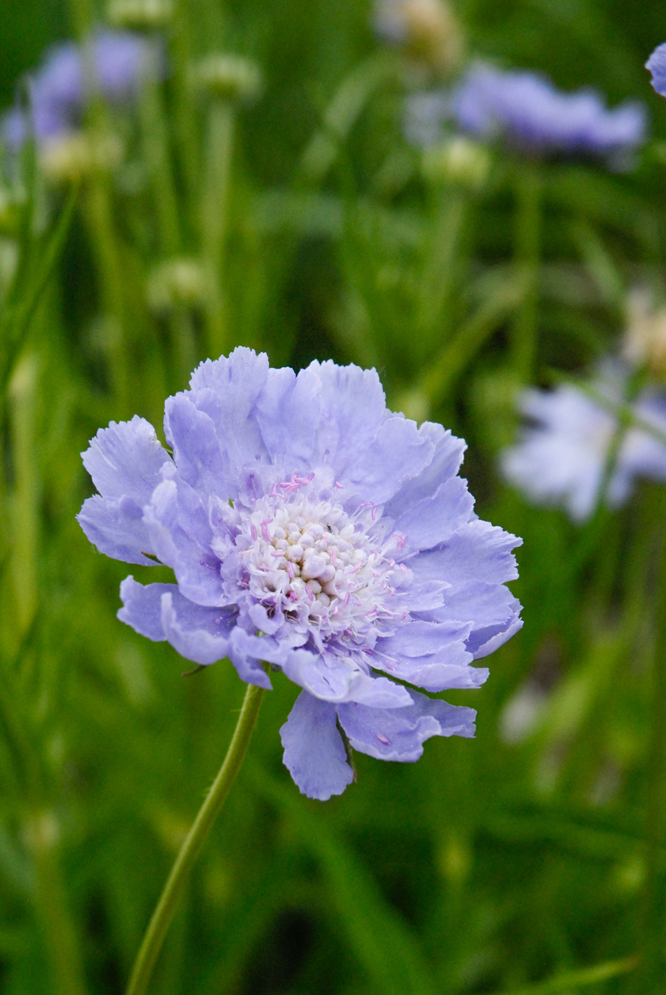 Caucasian Pincushion Flower