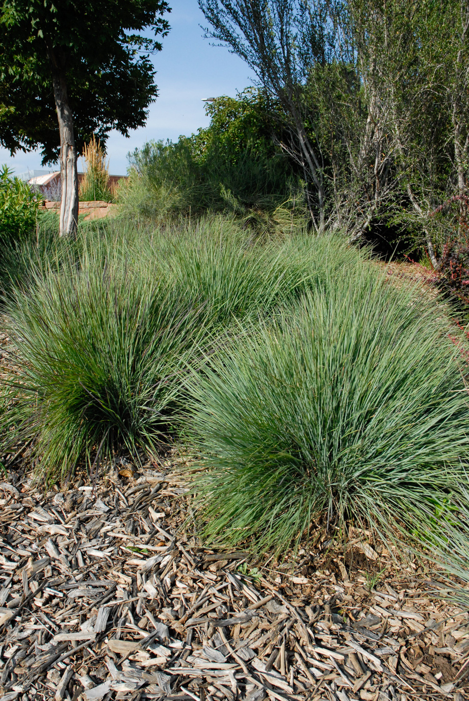 Blue Heaven Little Bluestem