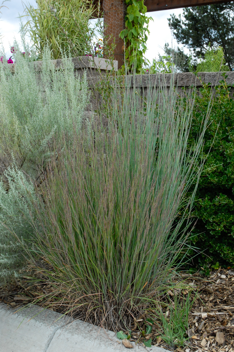 The Blues Little Bluestem