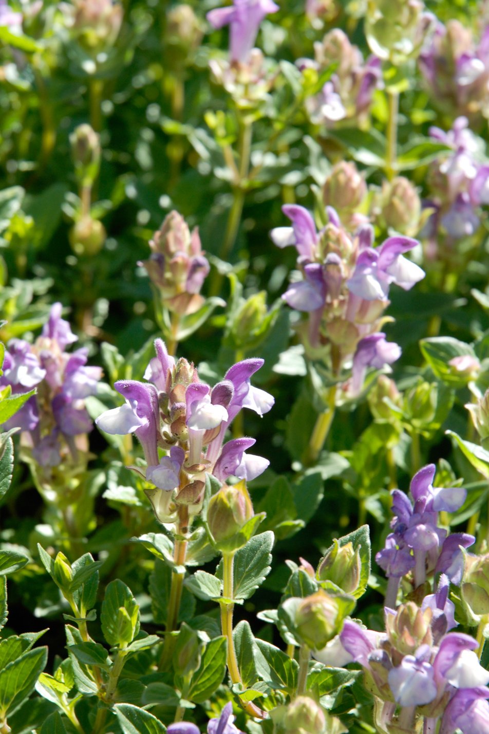 Alpine Skullcap