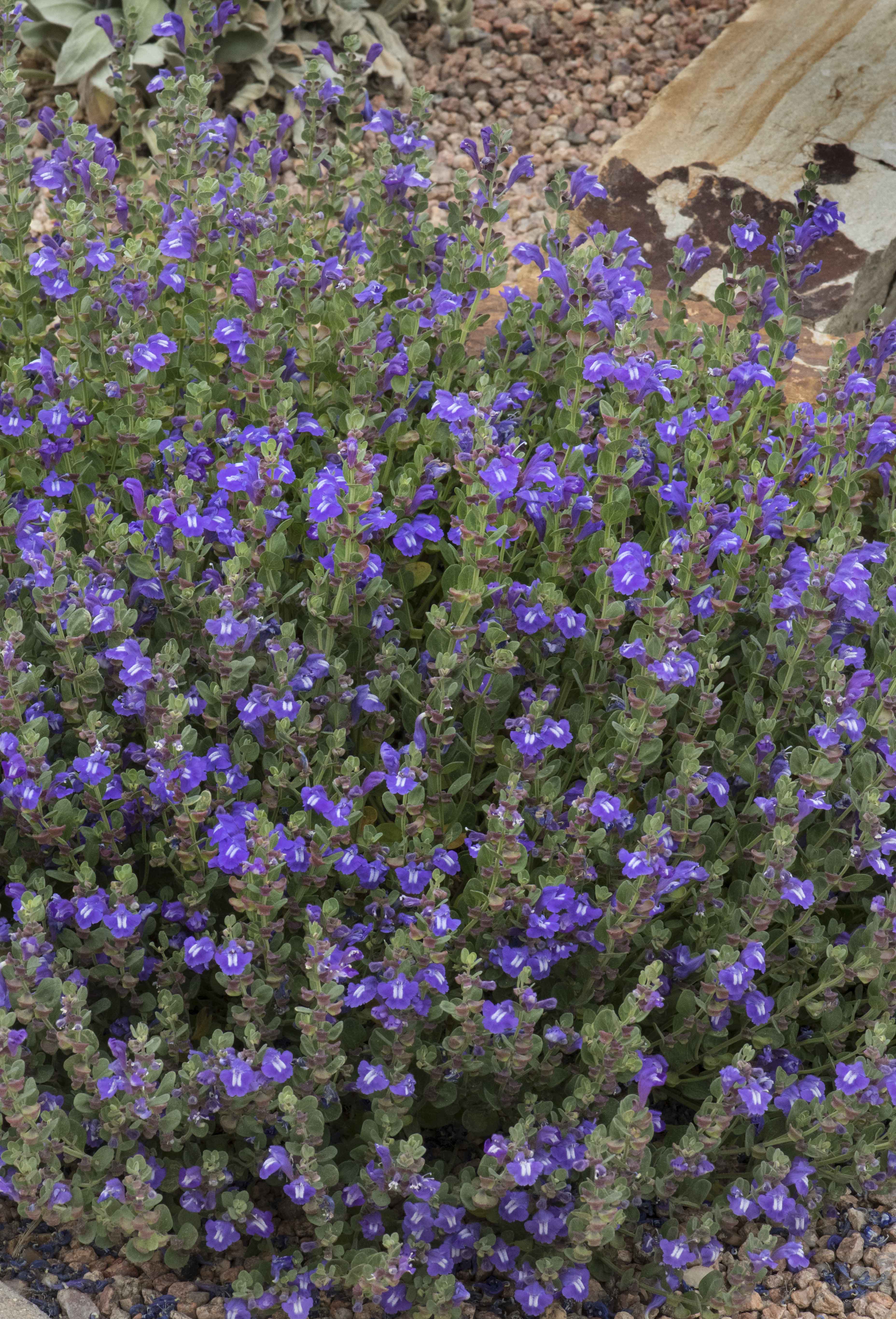 Smoky Hills Skullcap