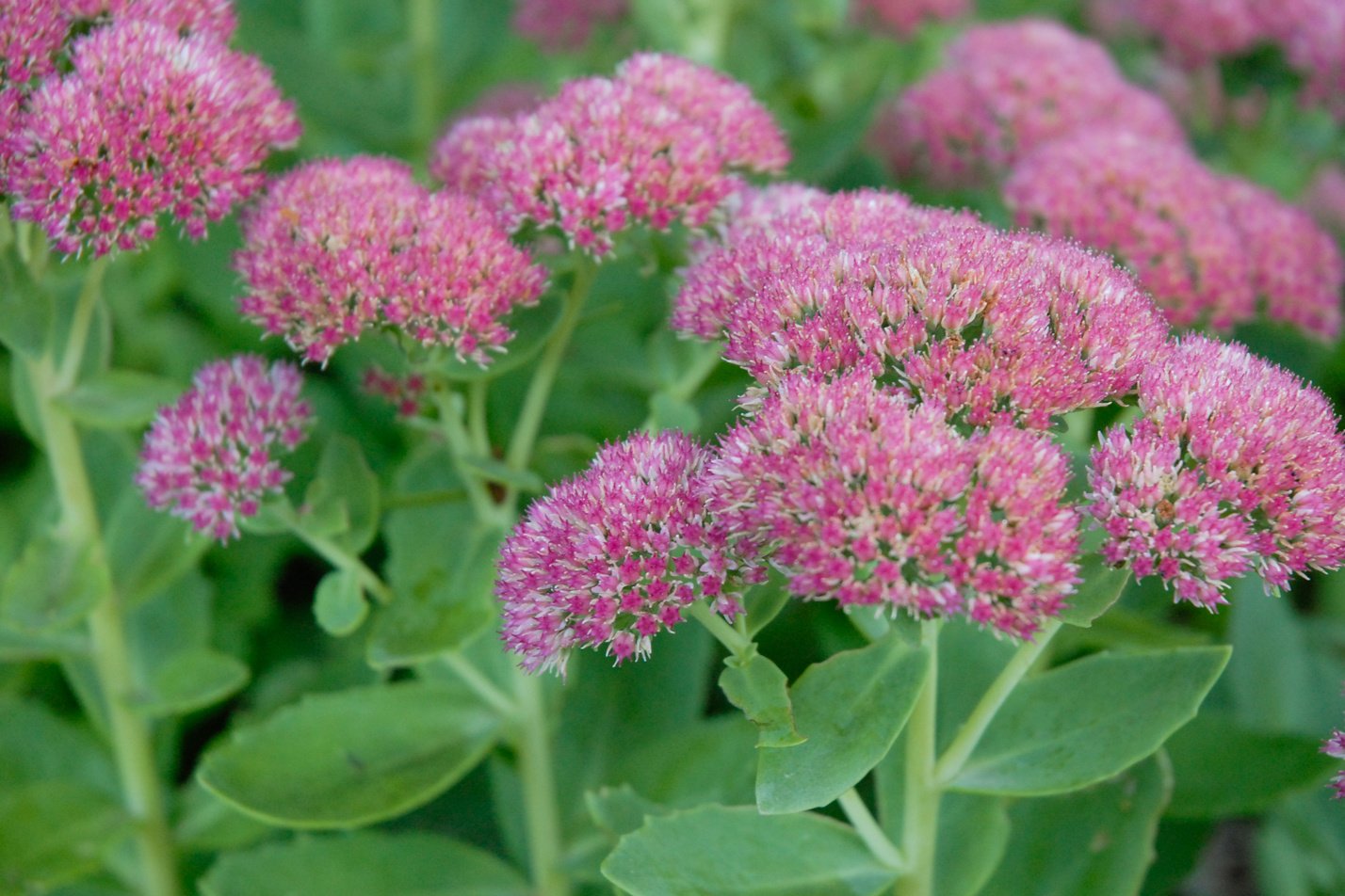 Autumn Joy Sedum