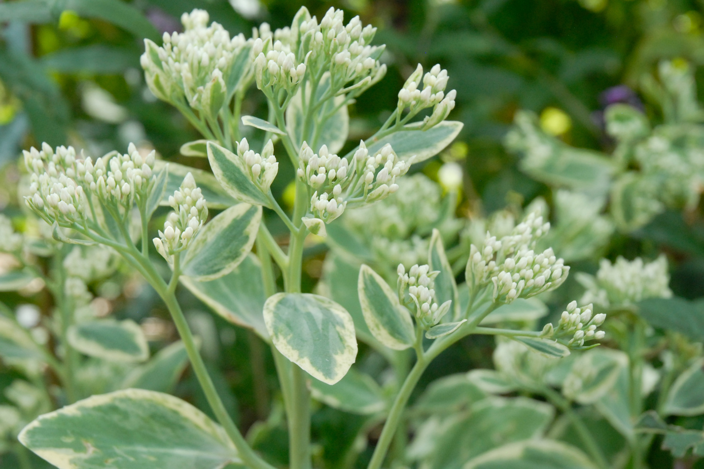 Frosty Morn Stonecrop