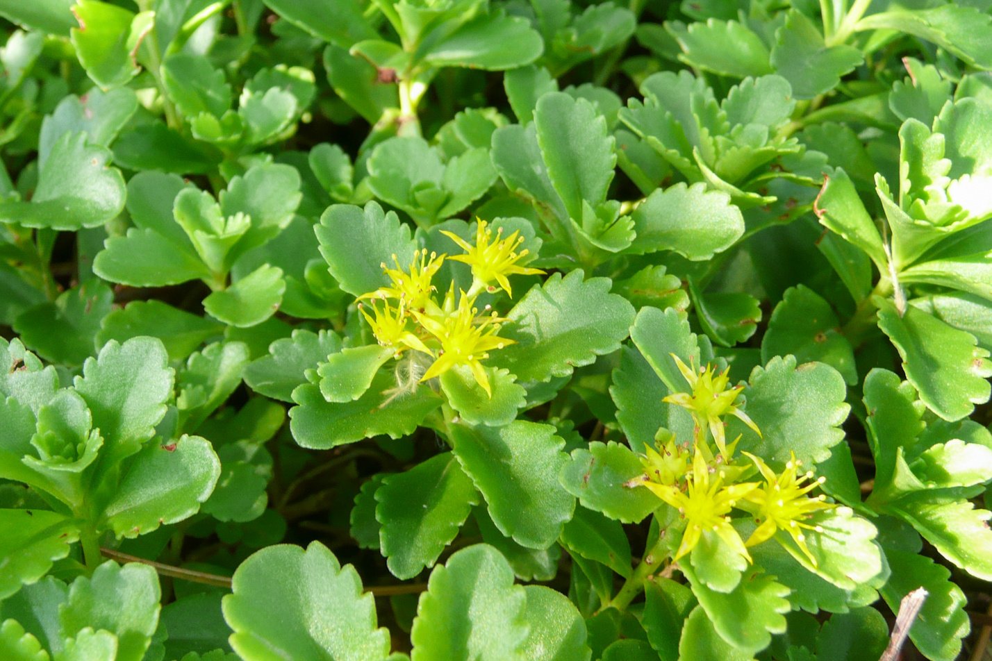 Orange Stonecrop