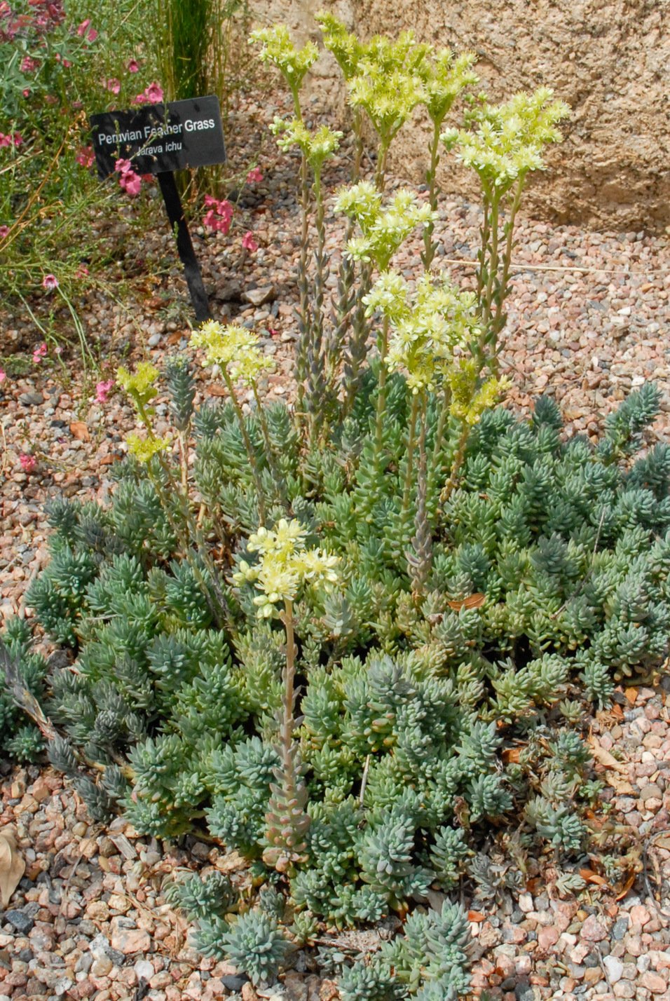 Turquoise Tails Blue Sedum